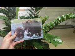 Orso Marrone In Alaska Cartolina Lenticolare Cartolina regalo per turisti Cartoline 3D