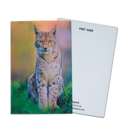 Cartolina Lenticolare Stampa Tucani Animali selvatici Cartolina 3D Per Zoo Pack Animali marini