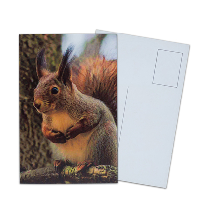 Cartolina Lenticolare Stampa Tucani Animali selvatici Cartolina 3D Per Zoo Pack Animali marini