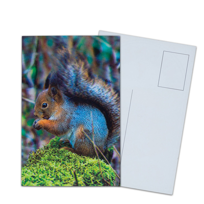 Cartolina Lenticolare Stampa Tucani Animali selvatici Cartolina 3D Per Zoo Pack Animali marini