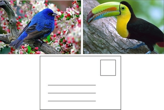 Cartolina Lenticolare Stampa Tucani Animali selvatici Cartolina 3D Per Zoo Pack Animali marini