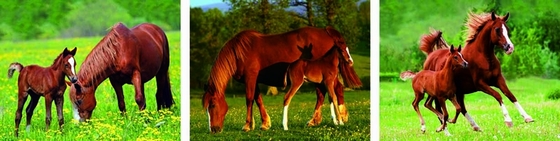 Animal Paesaggio 3D Stampa Lenticolare Personalizzata Immagine 3 Flip Poster Immaginato Per Gif